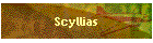 Scyllias